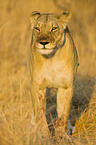 lioness