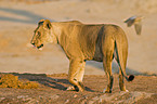 lioness