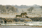hunting lions