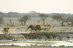 hunting lions