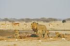 eating lions