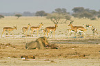 eating lion
