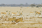 hunting lions