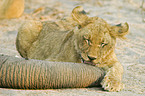 eating young lion