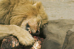 eating lion