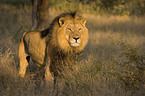 lion