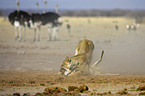 hunting lioness