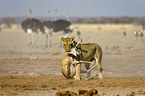 hunting lioness