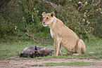 lioness with prey