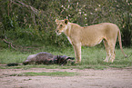 lioness with prey