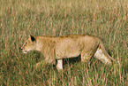 young lion