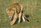 young lion