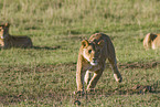 lioness