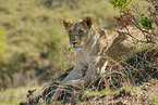 lioness