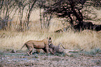 lioness with prey