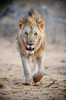 lion
