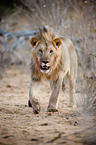 lion