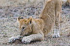 young lion