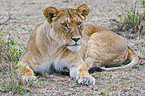 lioness