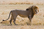 lion