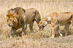 lions