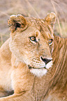 lioness