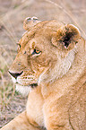 lioness