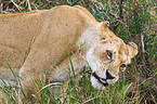 lioness