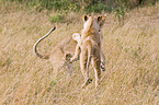lions