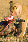 lioness