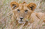 young lion