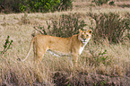 lioness