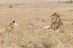 lions