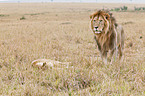 lions