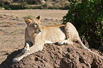lioness