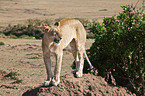 lioness