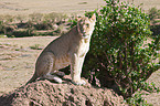 lioness