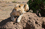 lioness