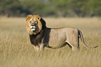 lion