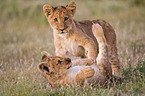 young lions
