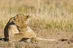 lioness
