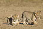 young lions