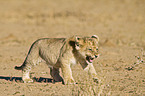 young lion