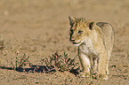 young lion