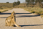 young lions
