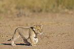 young lion
