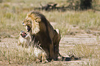 pairing lions