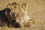 lioness