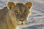 young lion