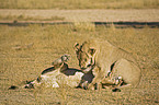young lions